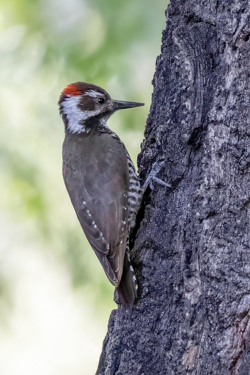 Arizona Woodpecker - ML619340137