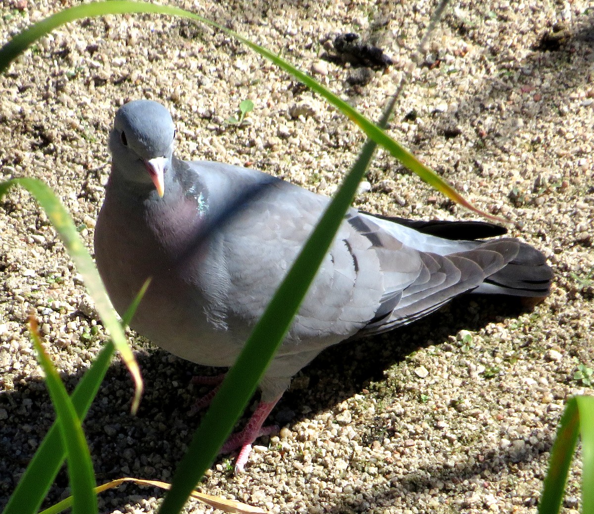 Pigeon colombin - ML619340186
