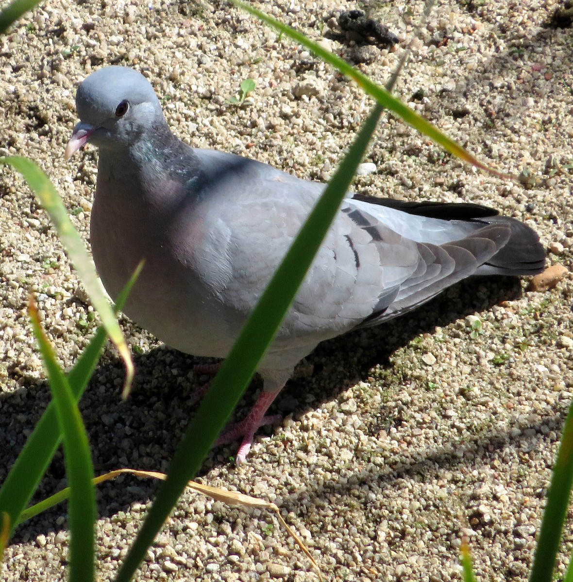 Pigeon colombin - ML619340187
