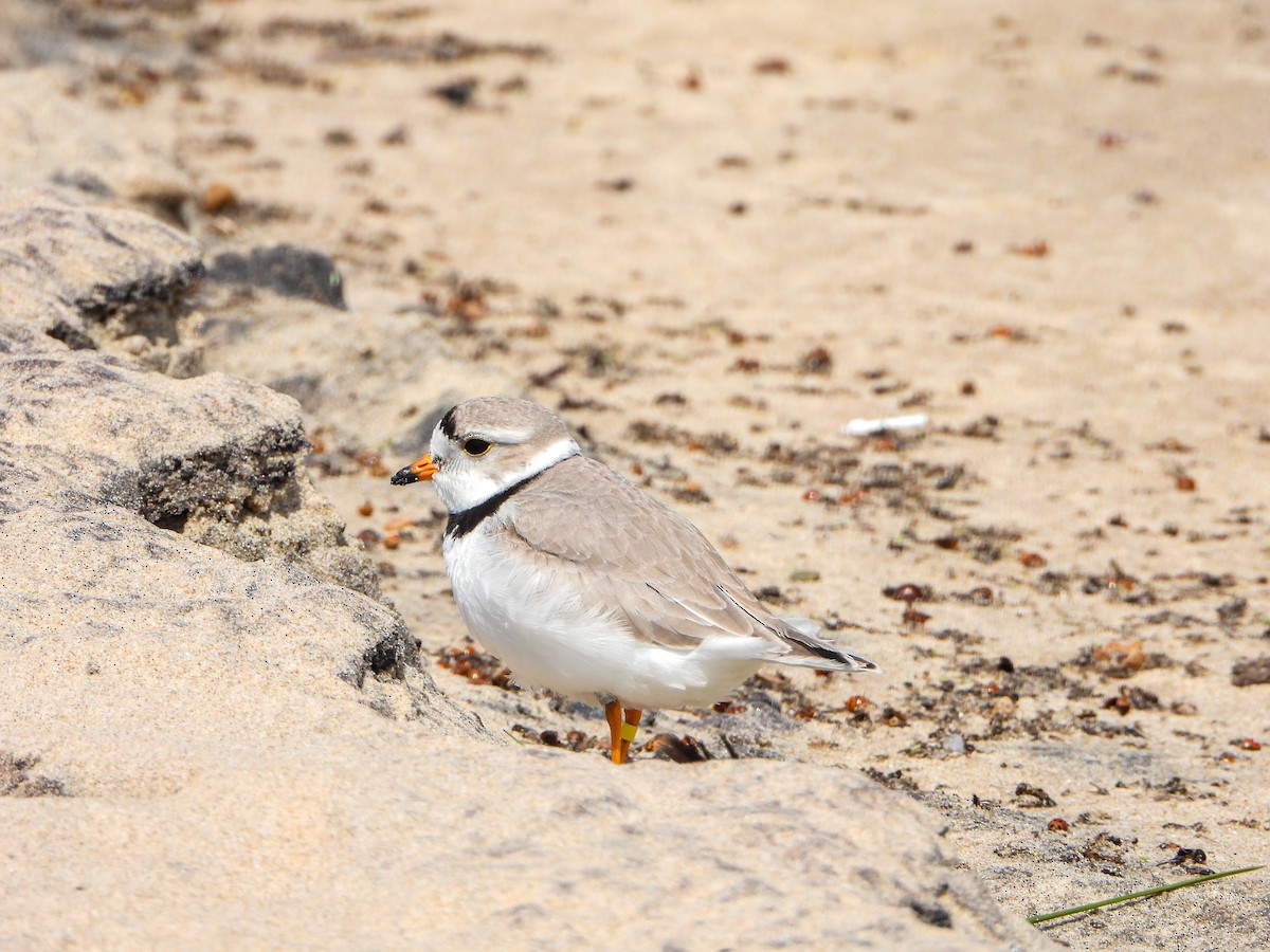 Piping Plover - ML619340197