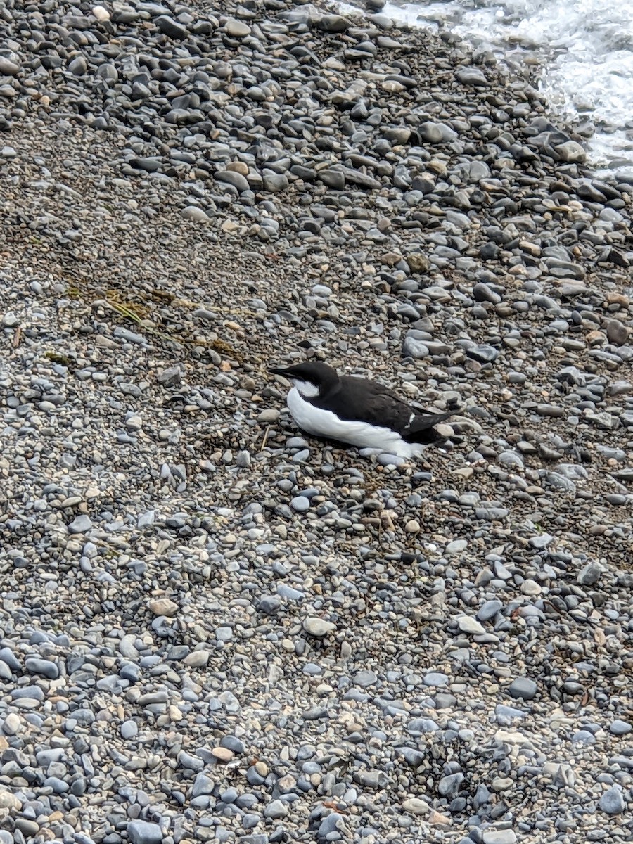 Thick-billed Murre - ML619340204