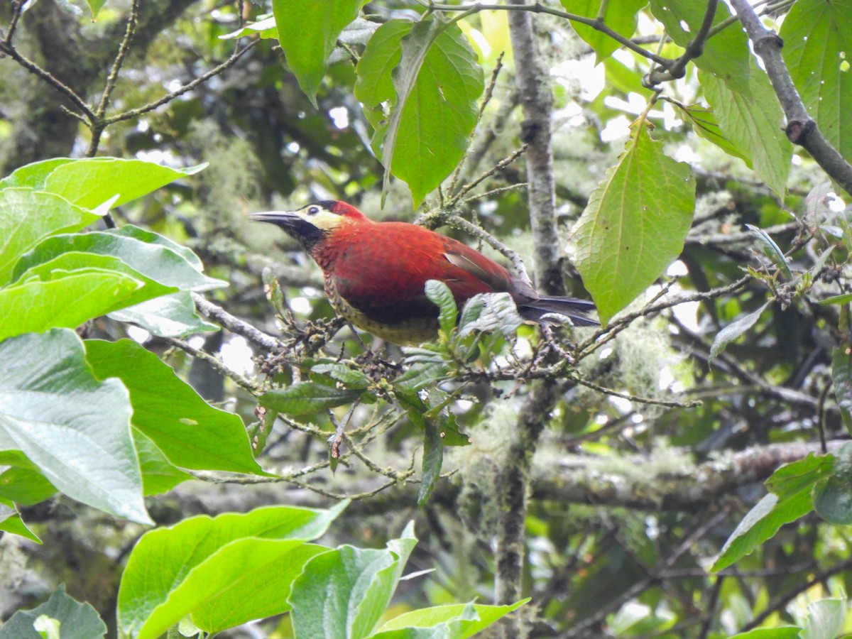 Crimson-mantled Woodpecker - ML619340206