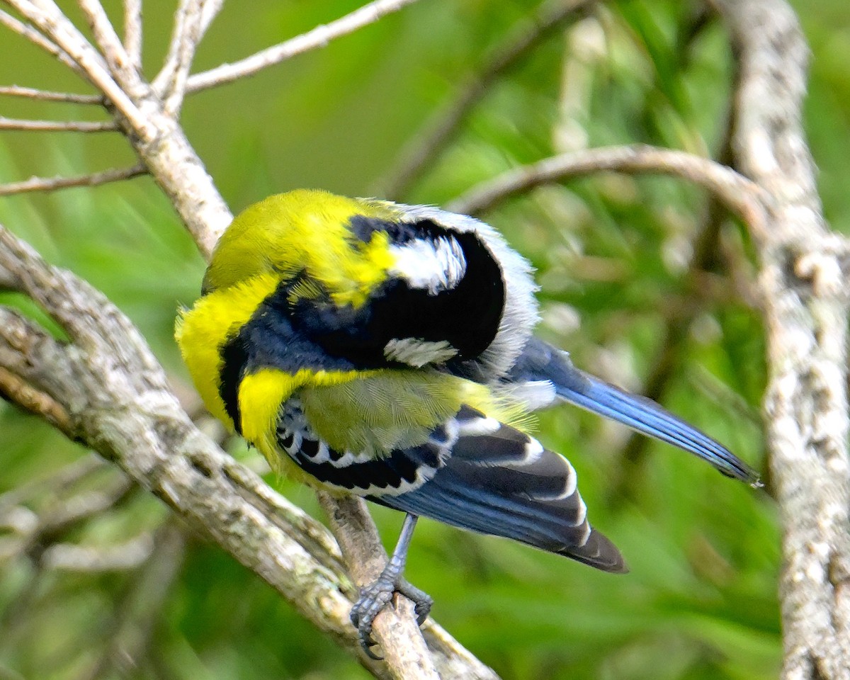 Green-backed Tit - ML619340240