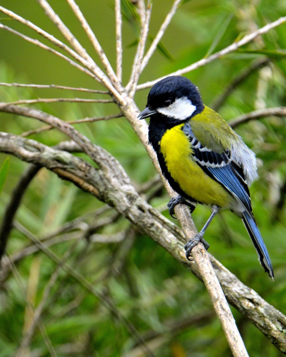 Green-backed Tit - ML619340242