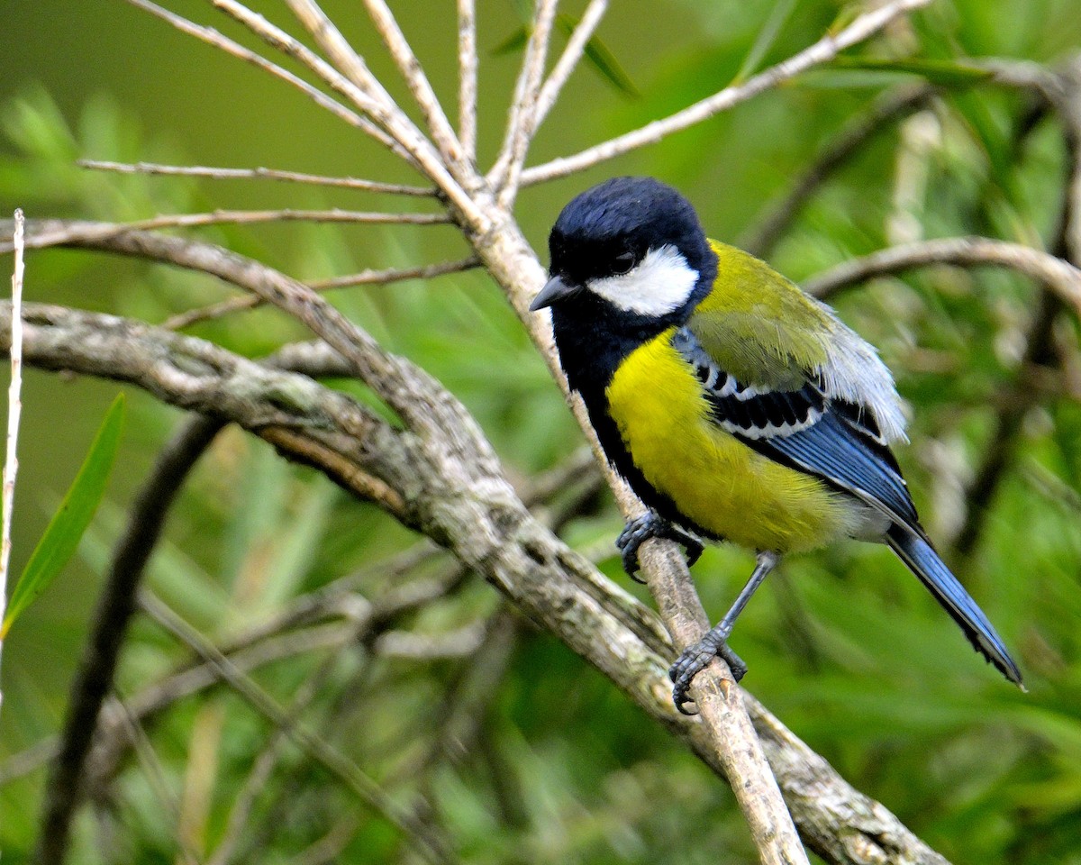 Green-backed Tit - ML619340243