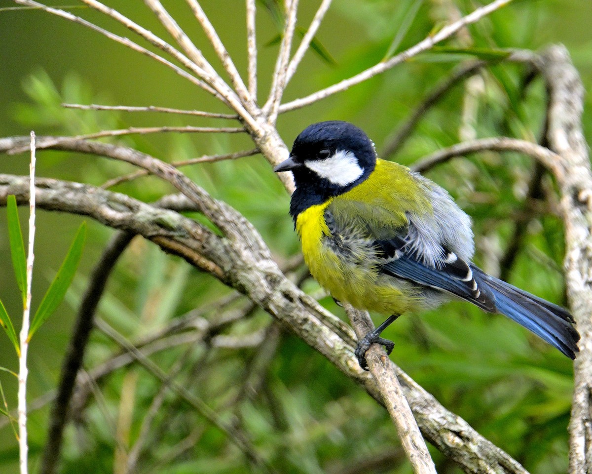 Green-backed Tit - ML619340245