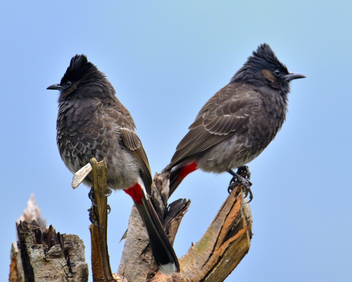 Red-vented Bulbul - ML619340277