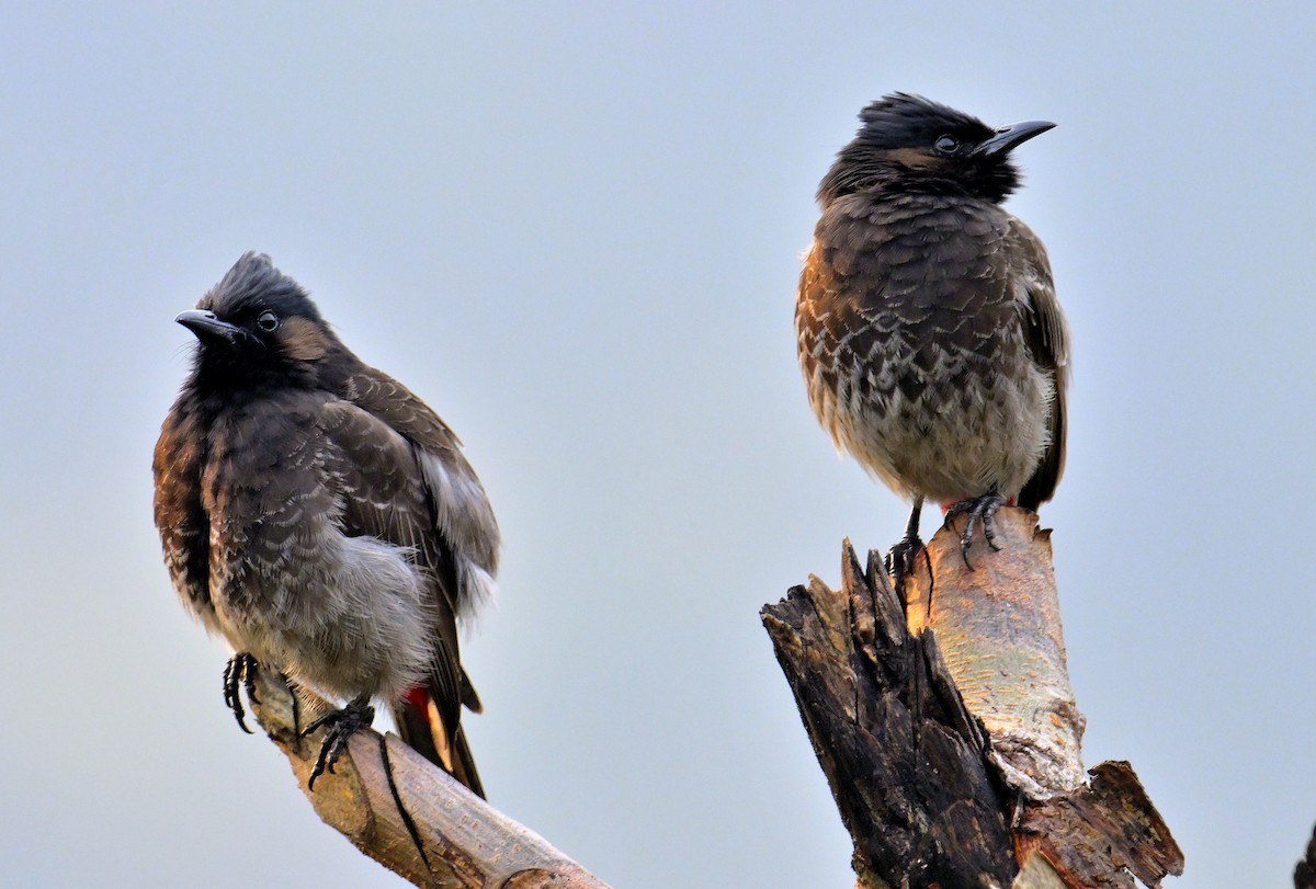 Red-vented Bulbul - ML619340278