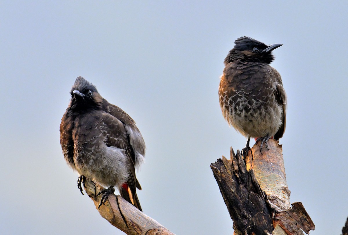 Red-vented Bulbul - ML619340281