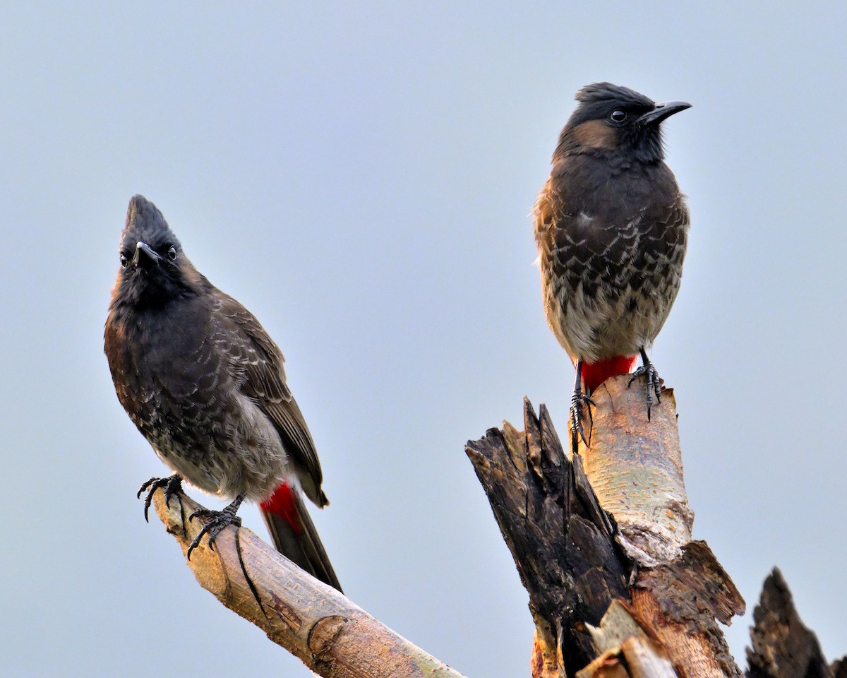 Red-vented Bulbul - ML619340282