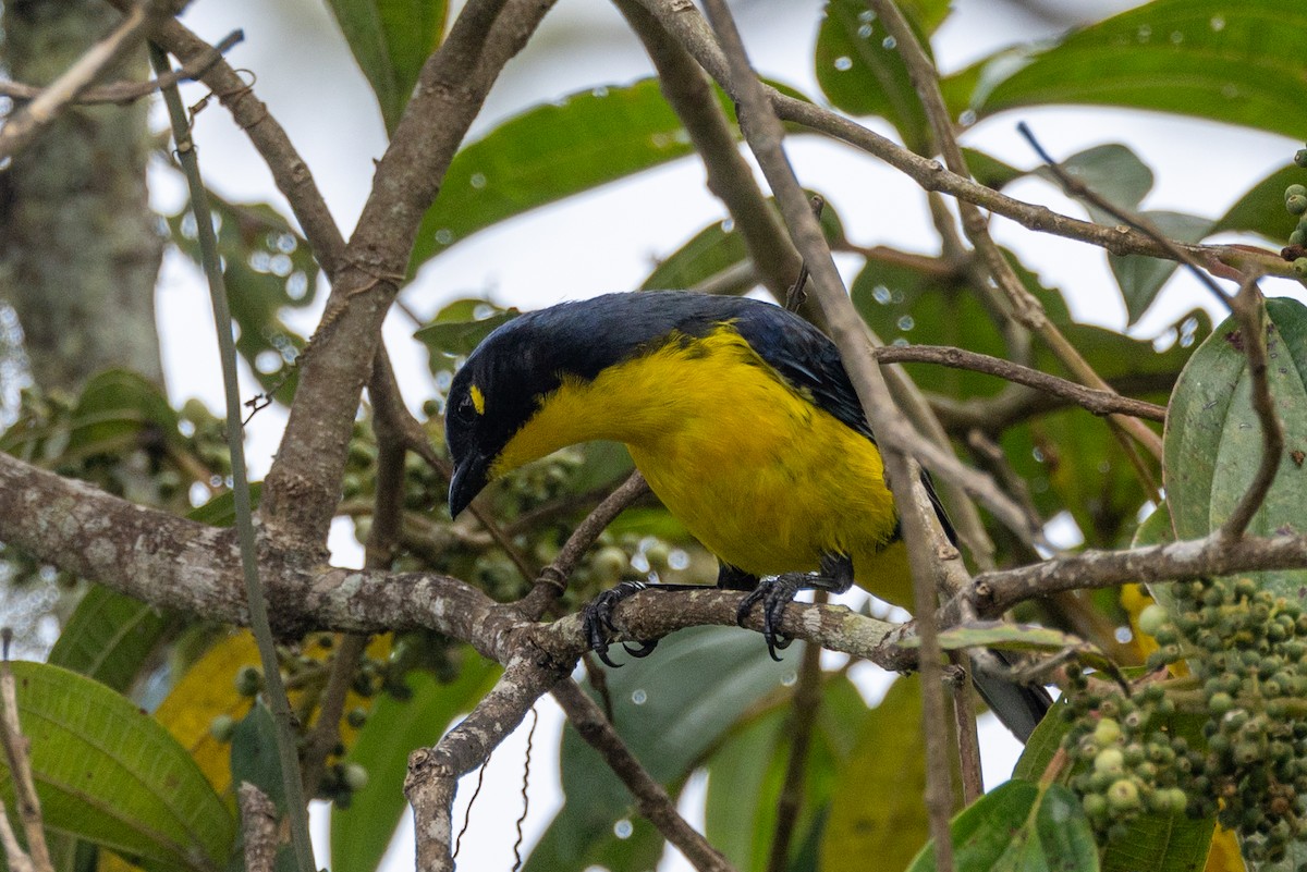 Black-cheeked Mountain Tanager - ML619340285