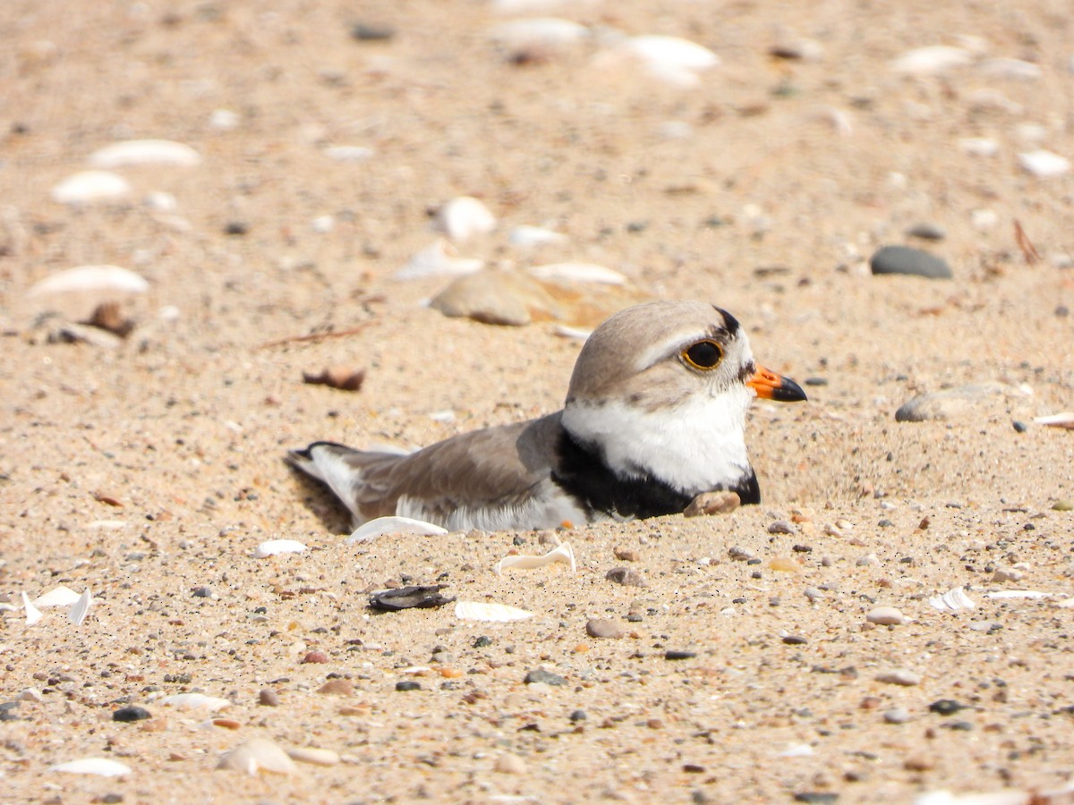 Piping Plover - ML619340314