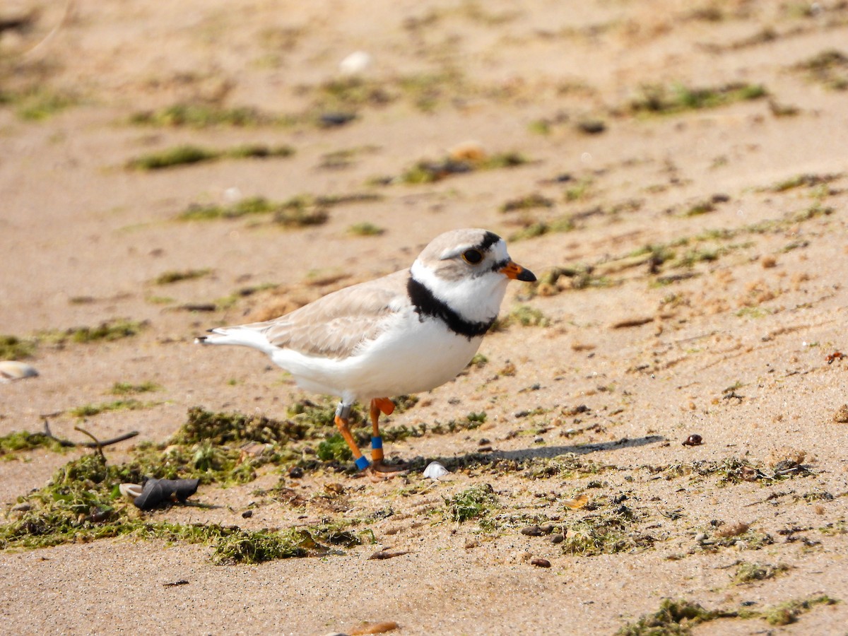 Piping Plover - ML619340328