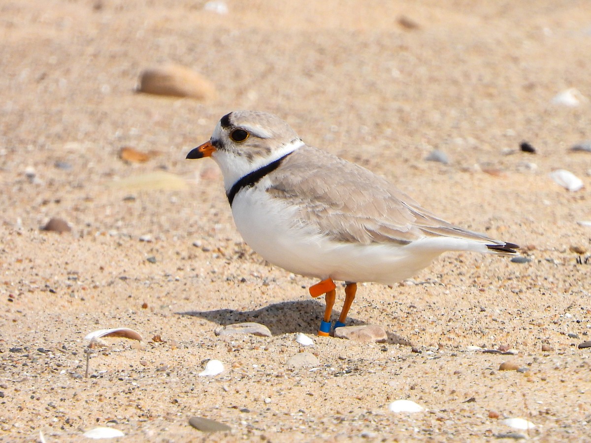 Piping Plover - ML619340330