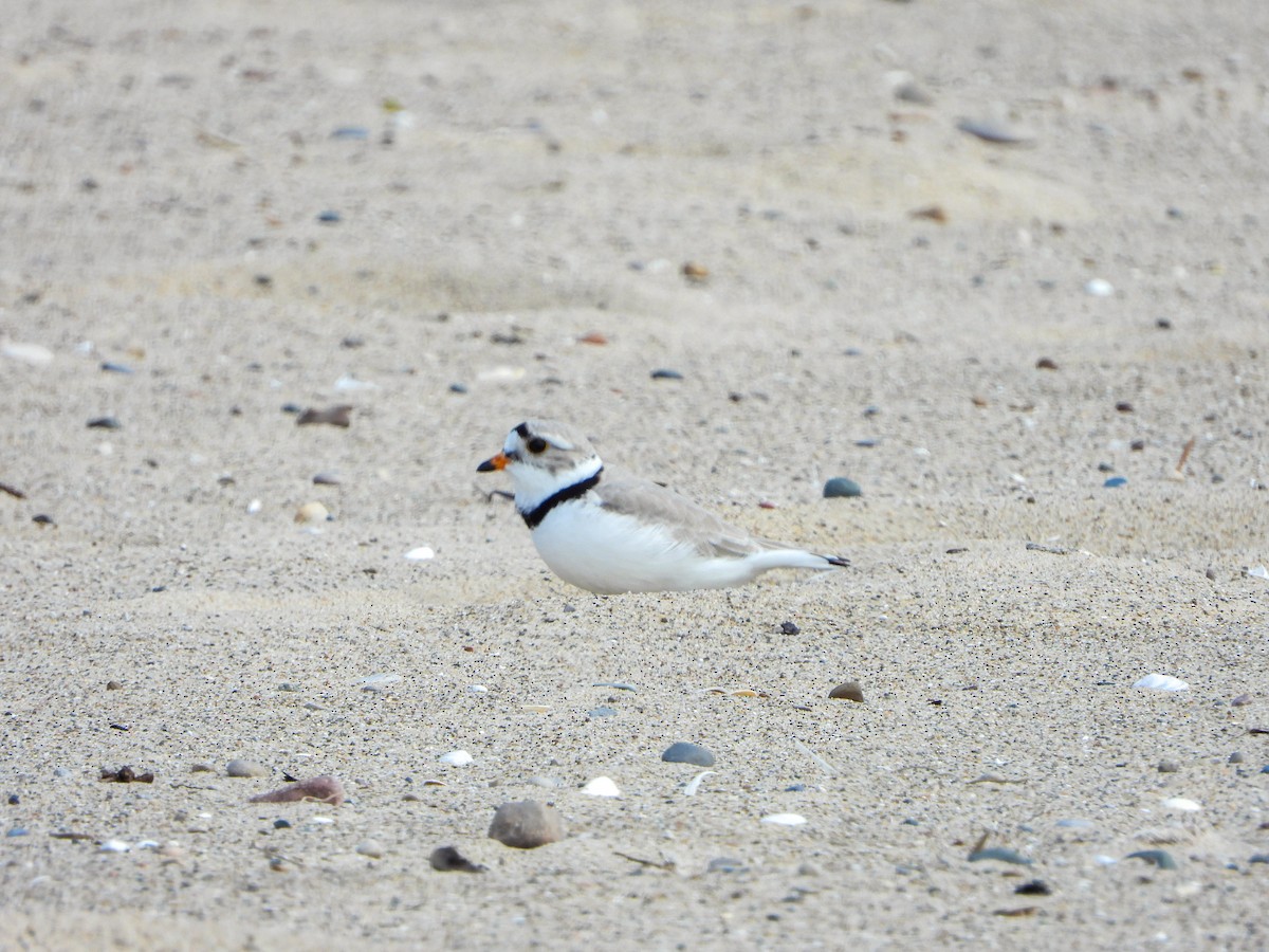 Piping Plover - ML619340353