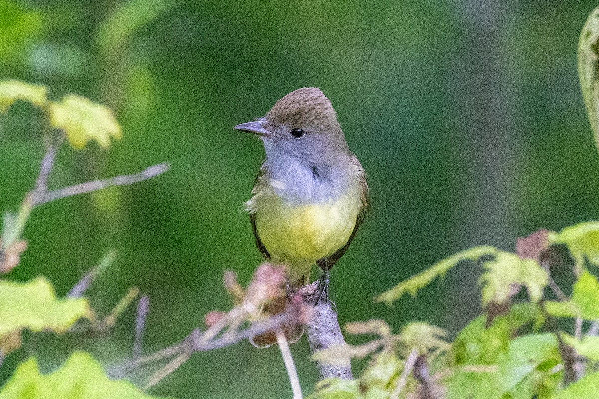 Great Crested Flycatcher - ML619340360