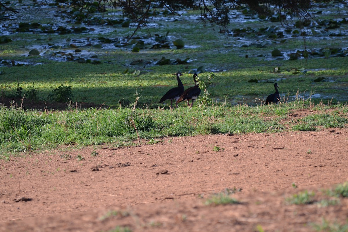 Spur-winged Goose - ML619340393