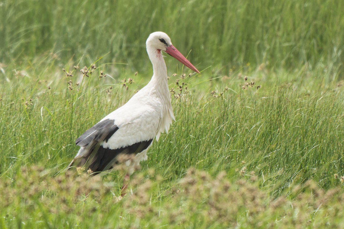 White Stork - ML619340432