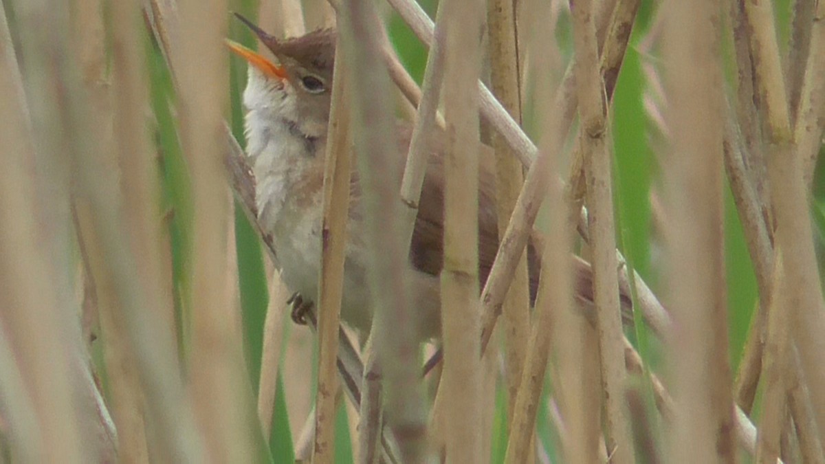 Common Reed Warbler - ML619340489