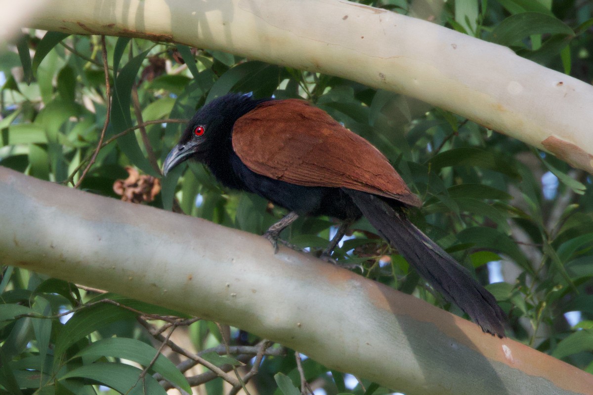 Greater Coucal - ML619340490