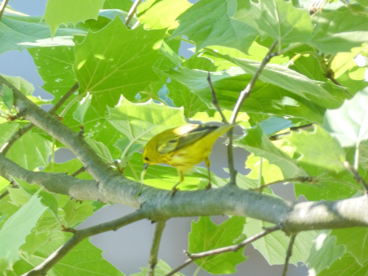Yellow Warbler - ML619340516