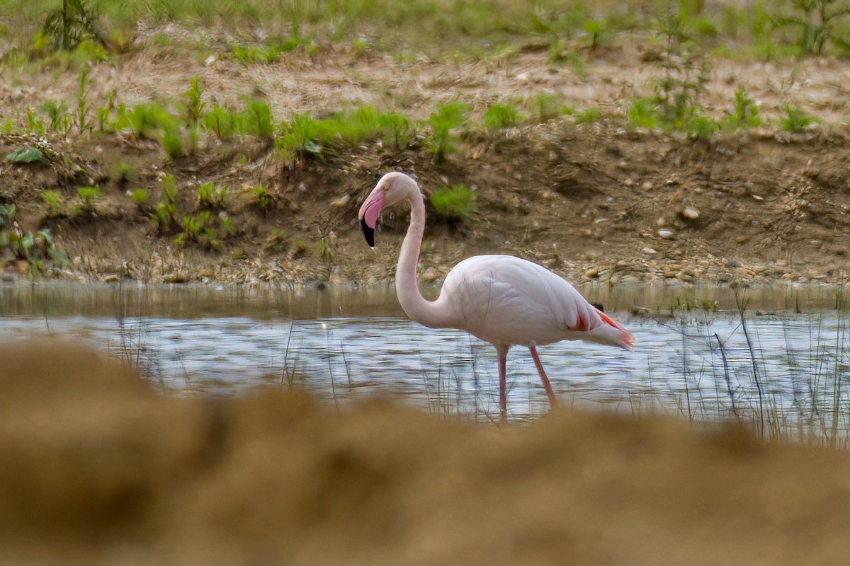 Greater Flamingo - ML619340523