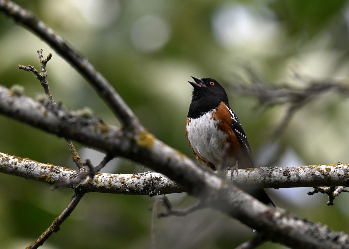 Spotted Towhee - ML619340535