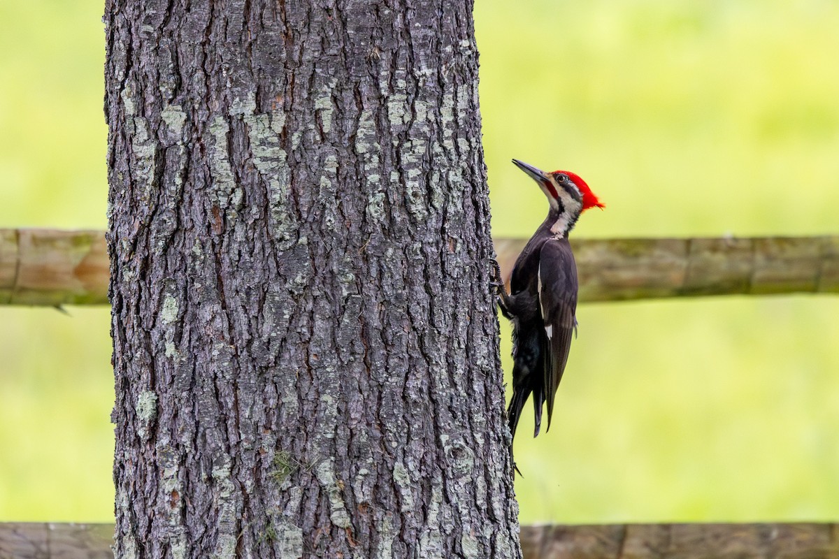 Pileated Woodpecker - ML619340570