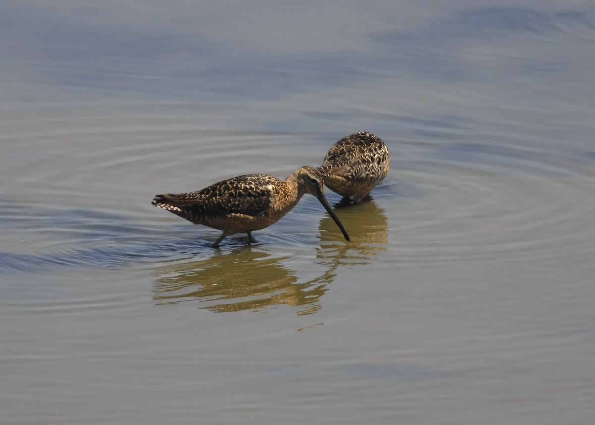 Long-billed Dowitcher - ML619340653