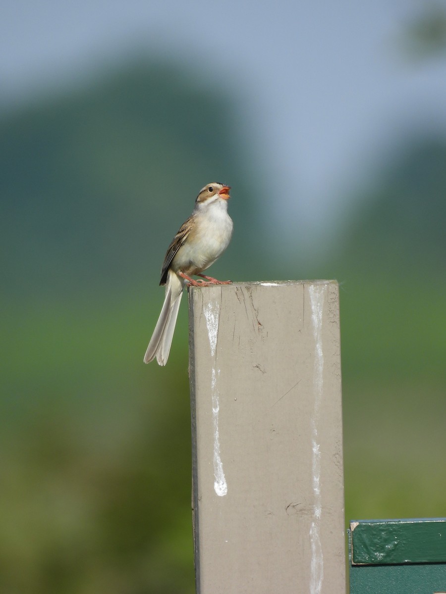 Clay-colored Sparrow - ML619340679