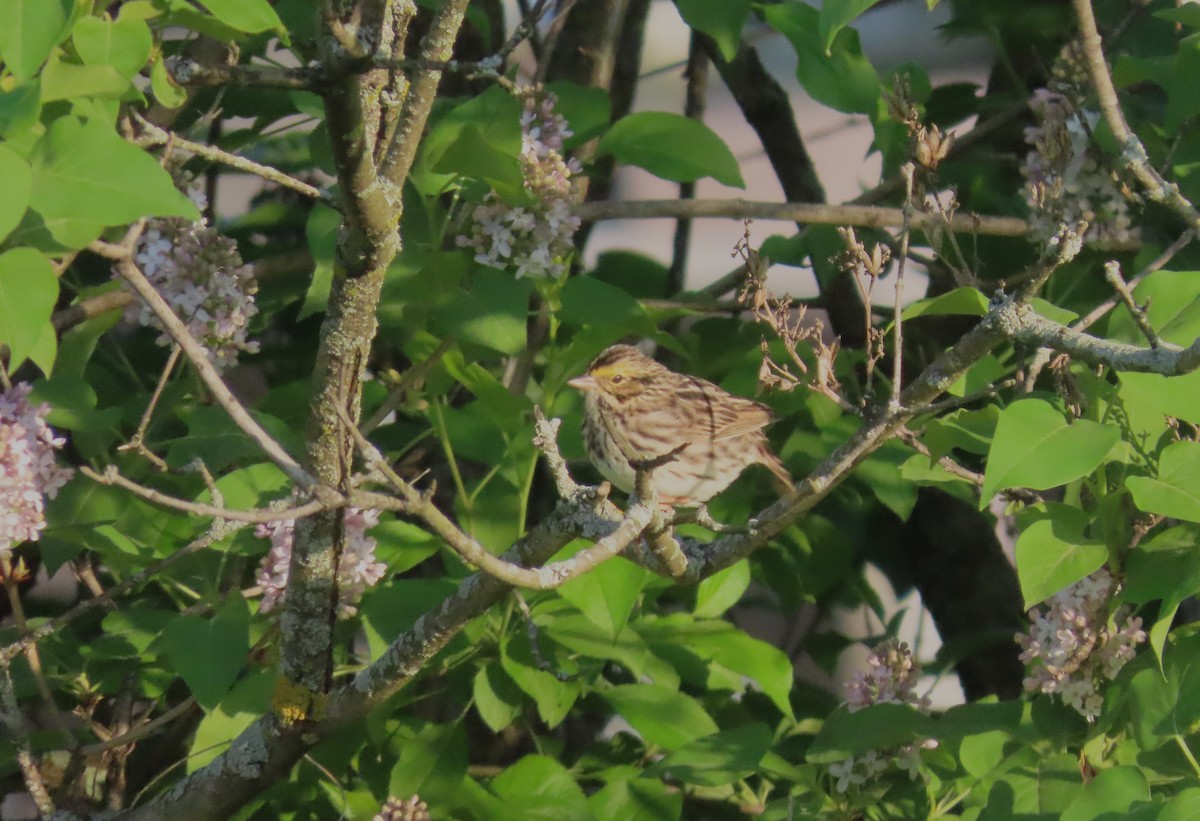 Savannah Sparrow - ML619340828