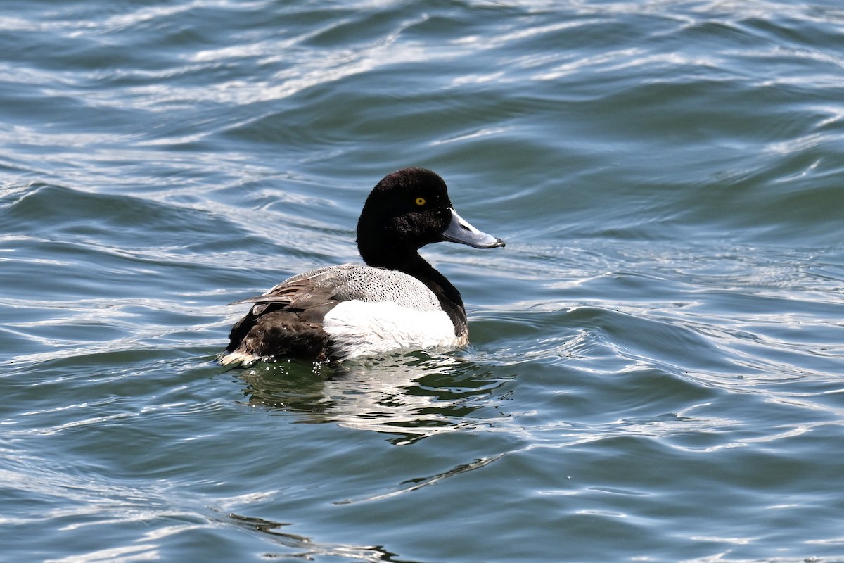Greater Scaup - ML619340855