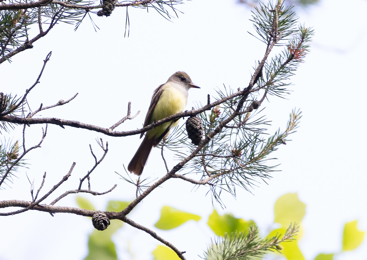 Great Crested Flycatcher - ML619340865