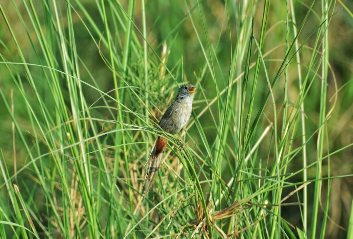 Rufous-vented Grass Babbler - ML619340950