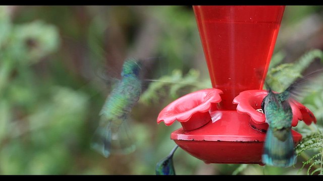 kolibřík modrouchý - ML619340988