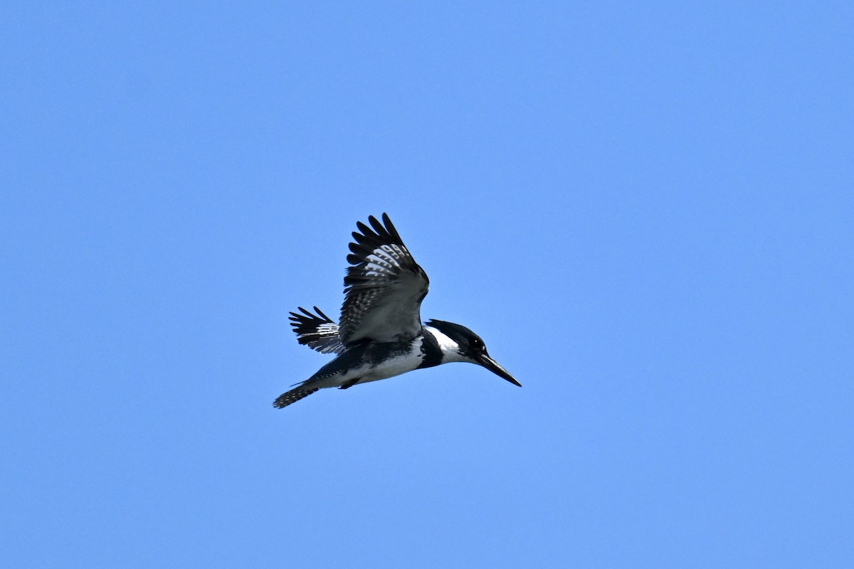 Belted Kingfisher - ML619340996