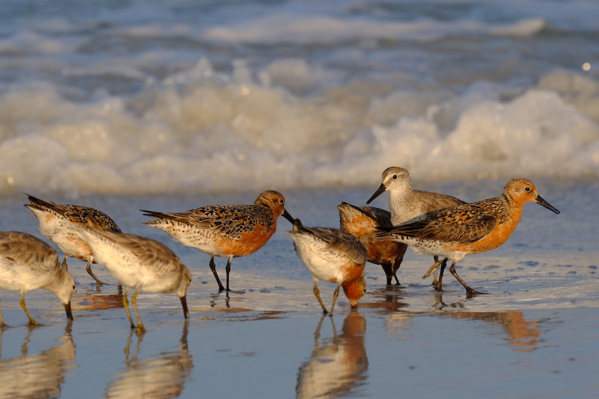 Red Knot - ML619341016