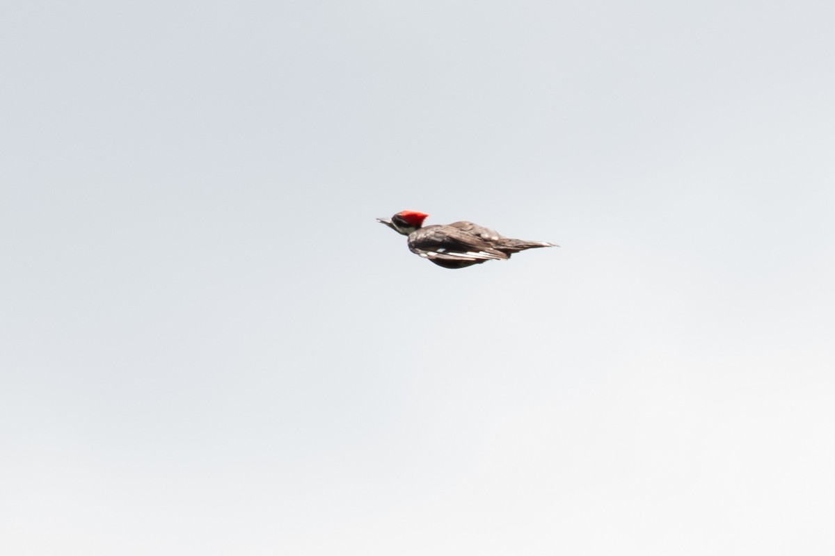Pileated Woodpecker - ML619341021