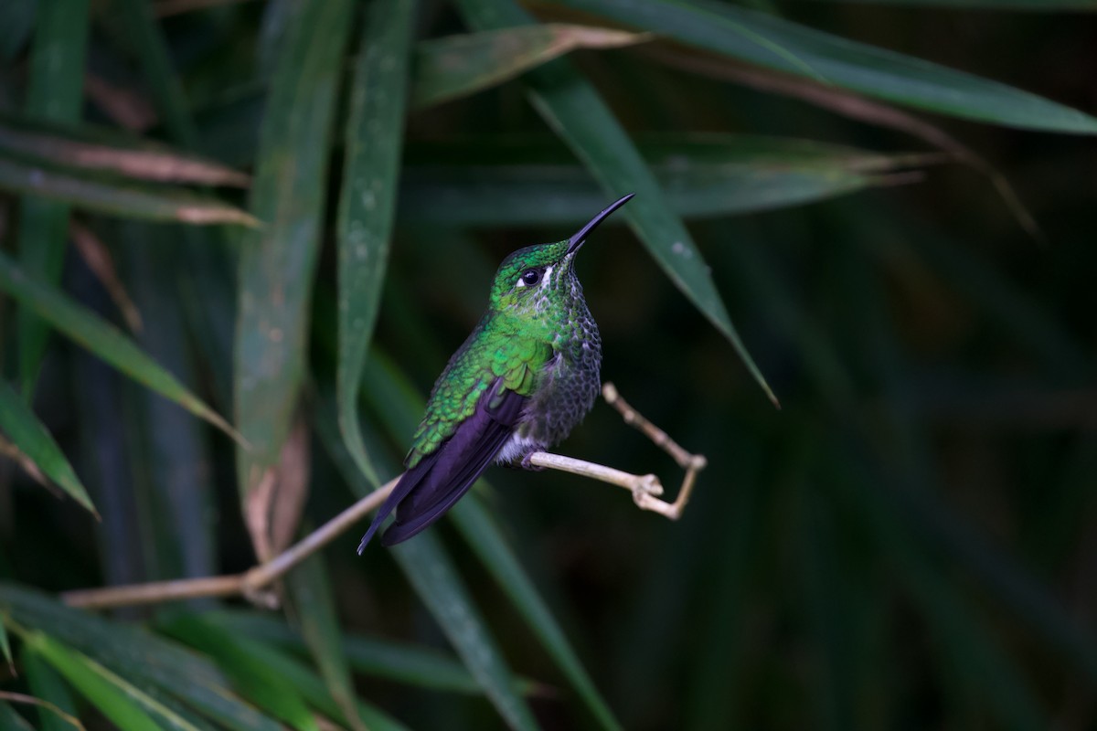 kolibřík subtropický - ML619341029