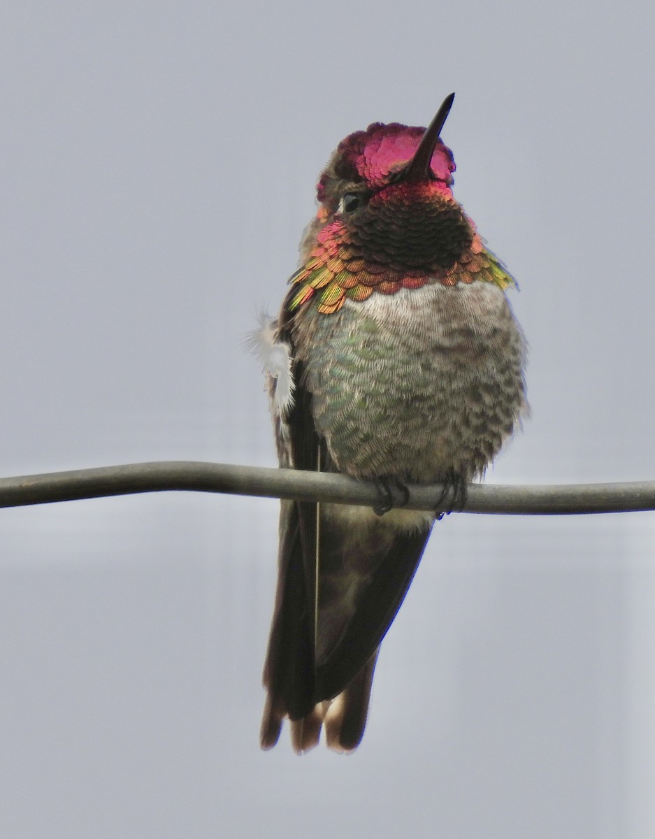 Anna's Hummingbird - ML619341042