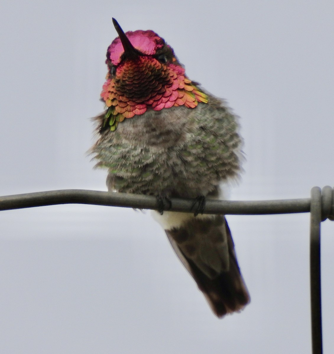 Anna's Hummingbird - ML619341044