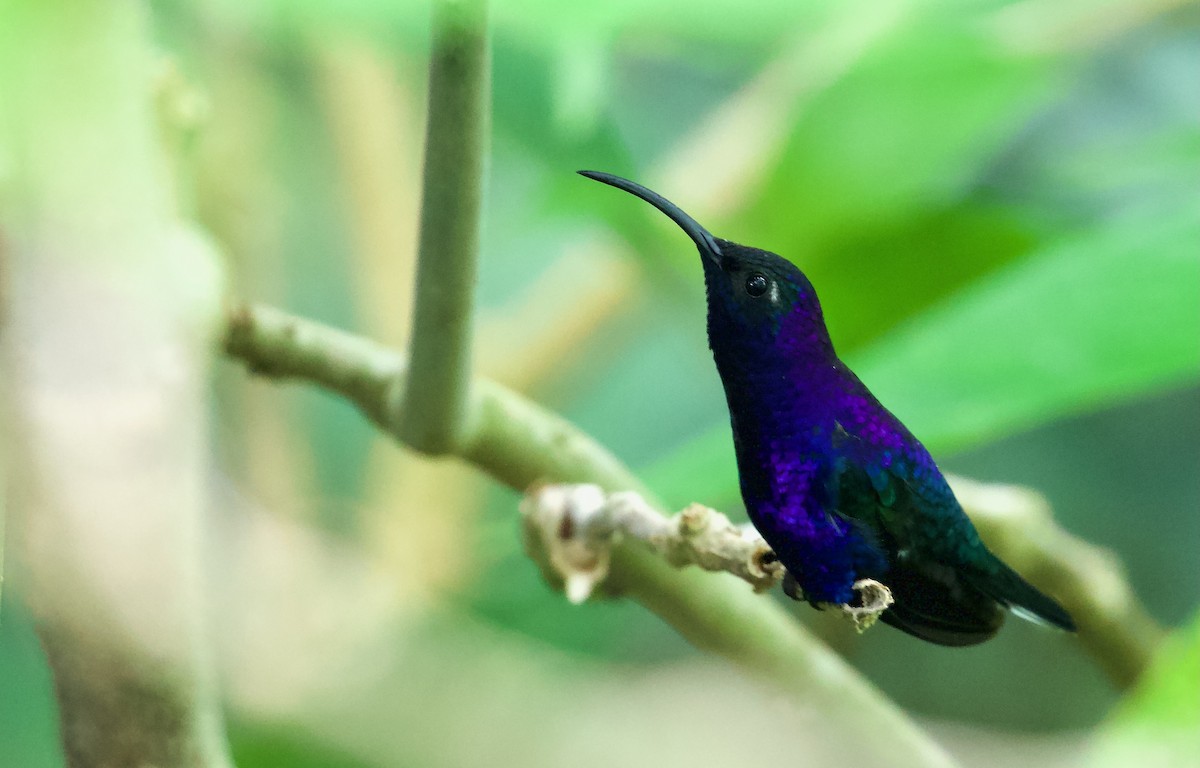 kolibřík fialkový - ML619341057