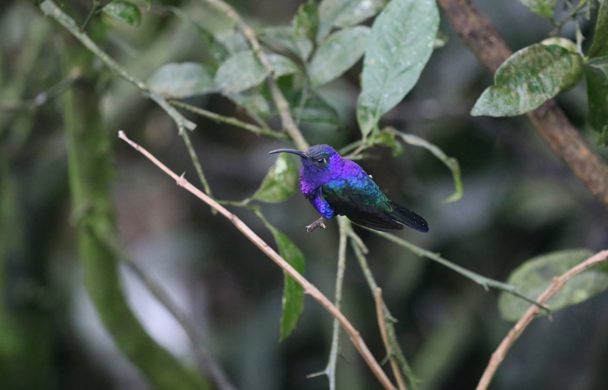 kolibřík fialkový - ML619341058