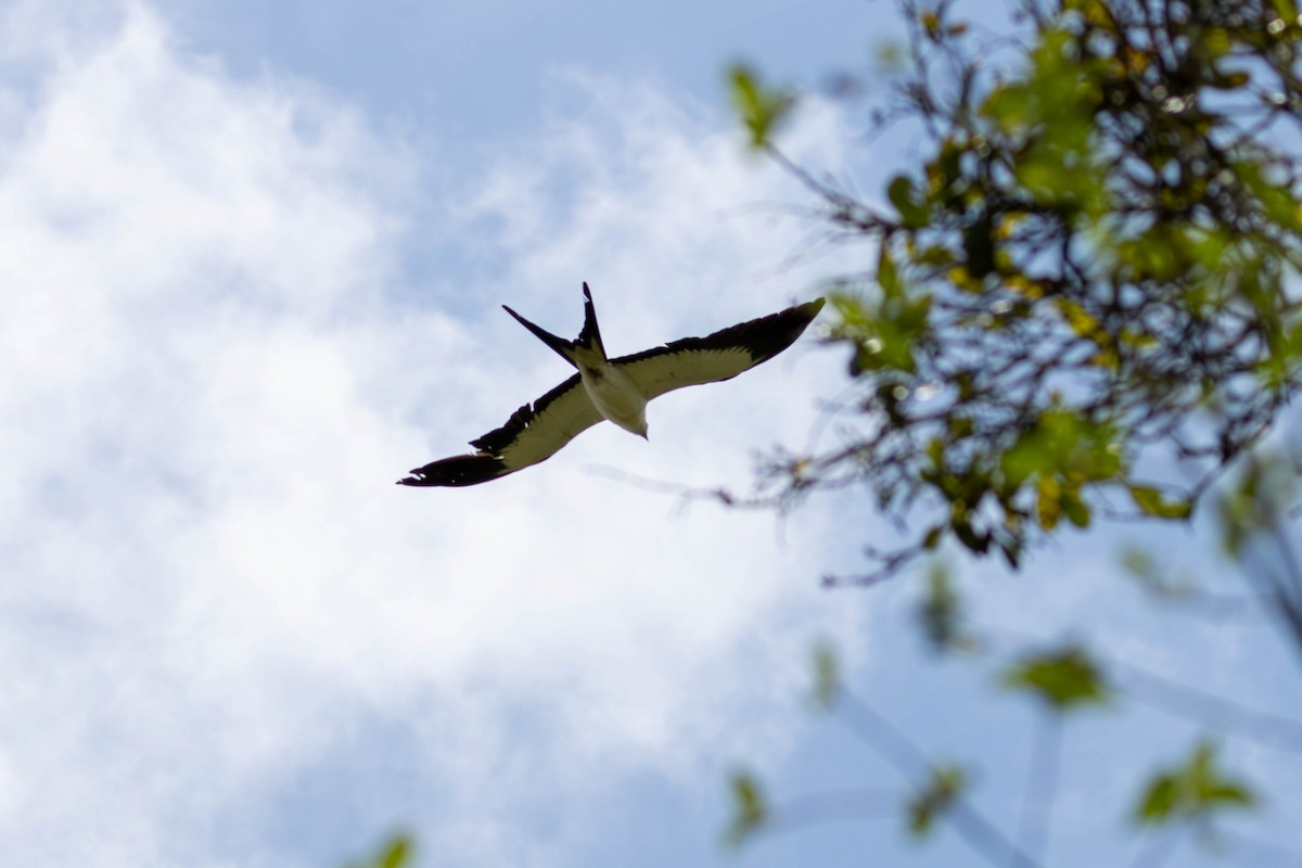 Swallow-tailed Kite - ML619341092