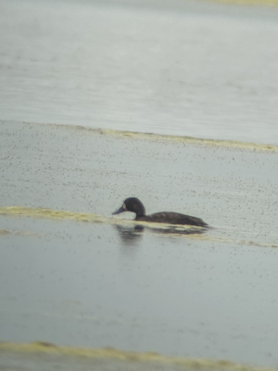 Greater Scaup - ML619341093