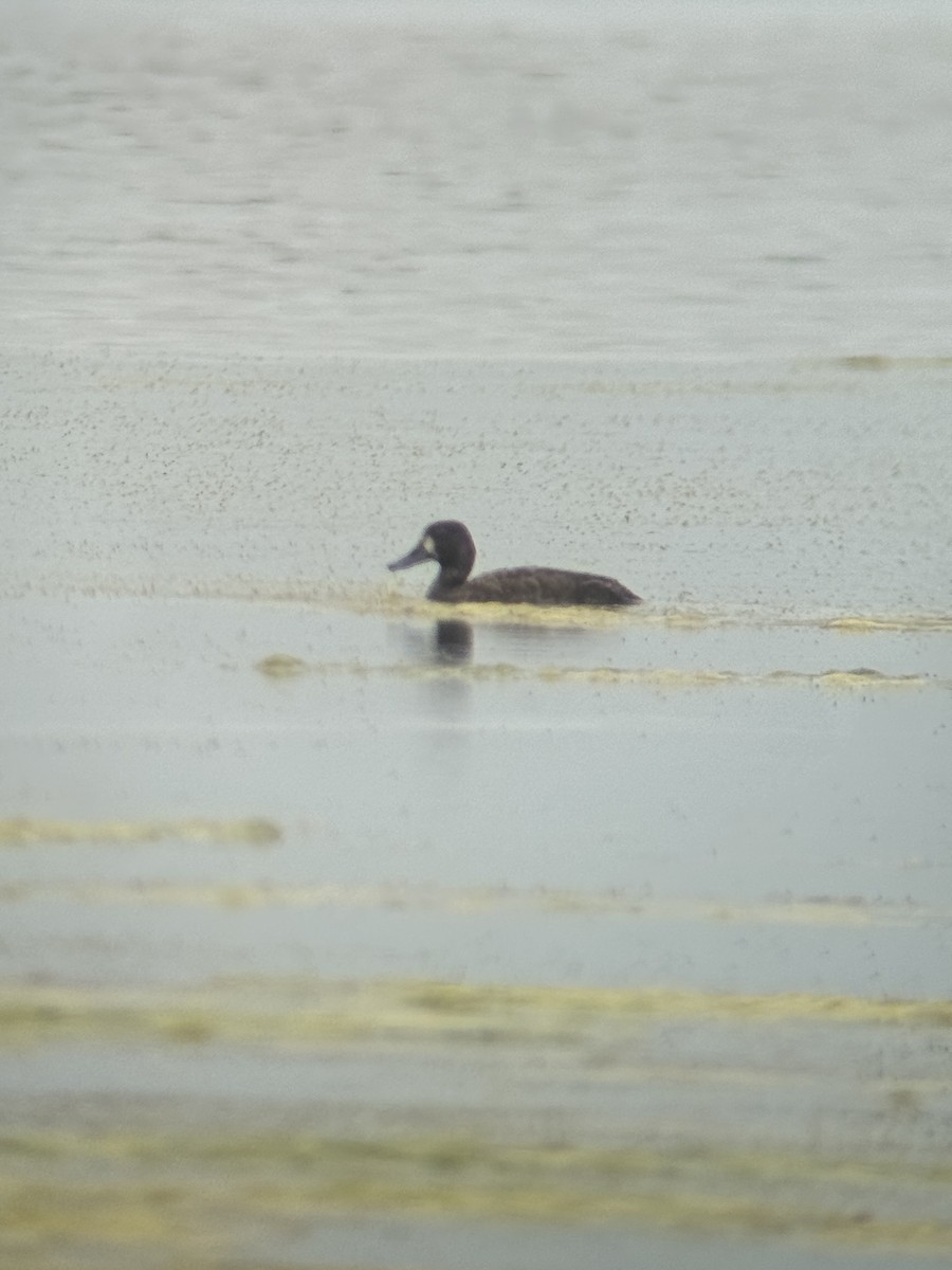 Greater Scaup - ML619341094