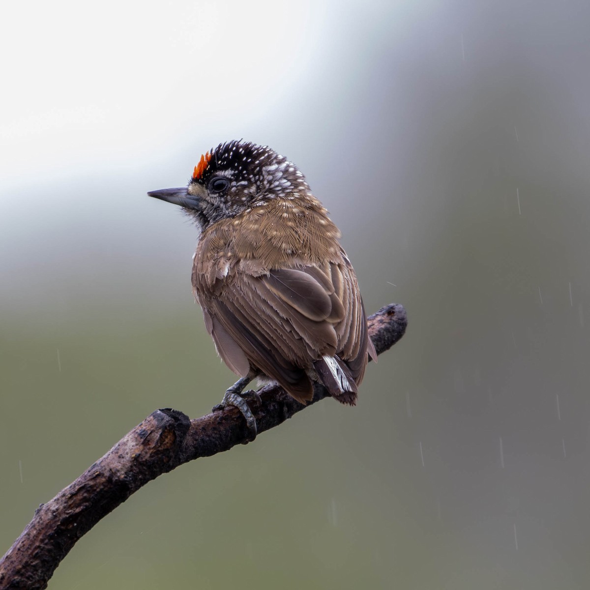 Spotted Piculet - ML619341113
