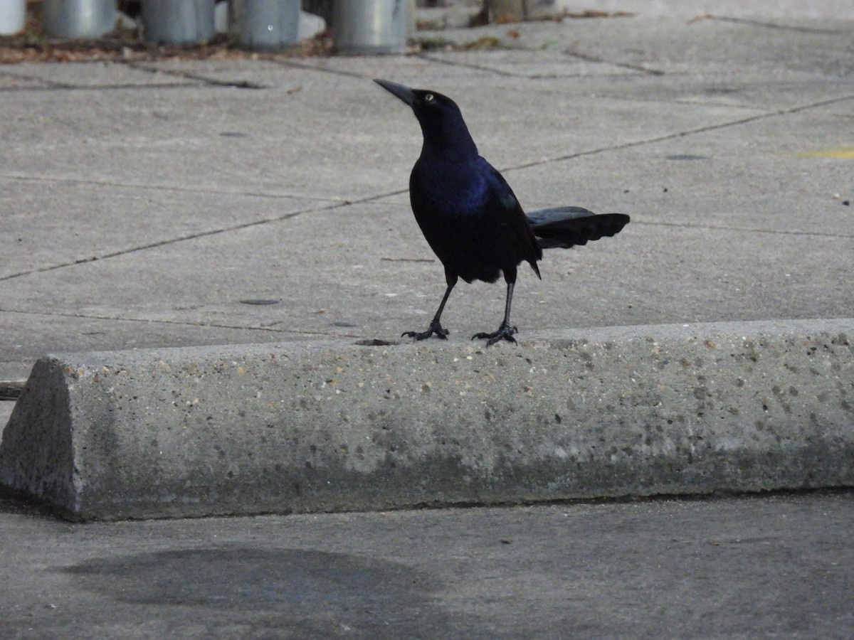 Great-tailed Grackle - ML619341125