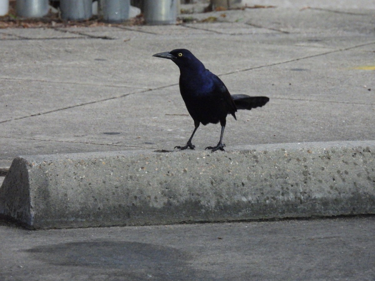 Great-tailed Grackle - ML619341126