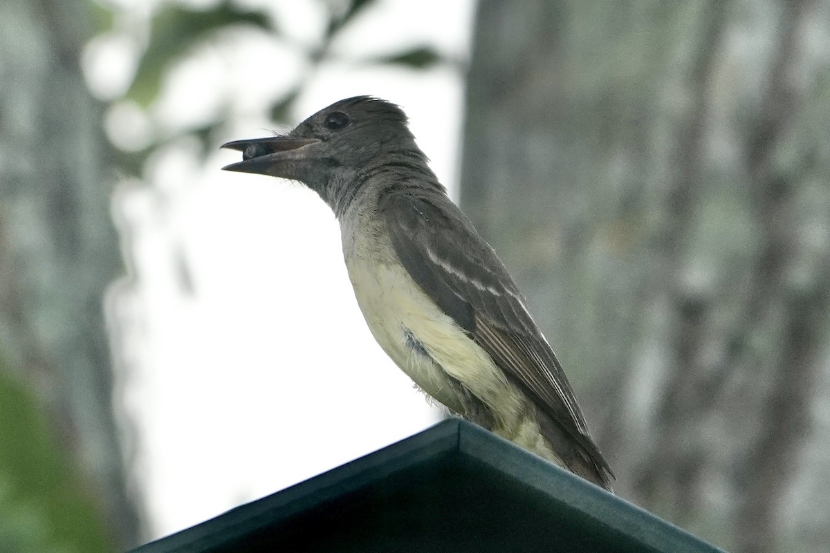Great Crested Flycatcher - ML619341134